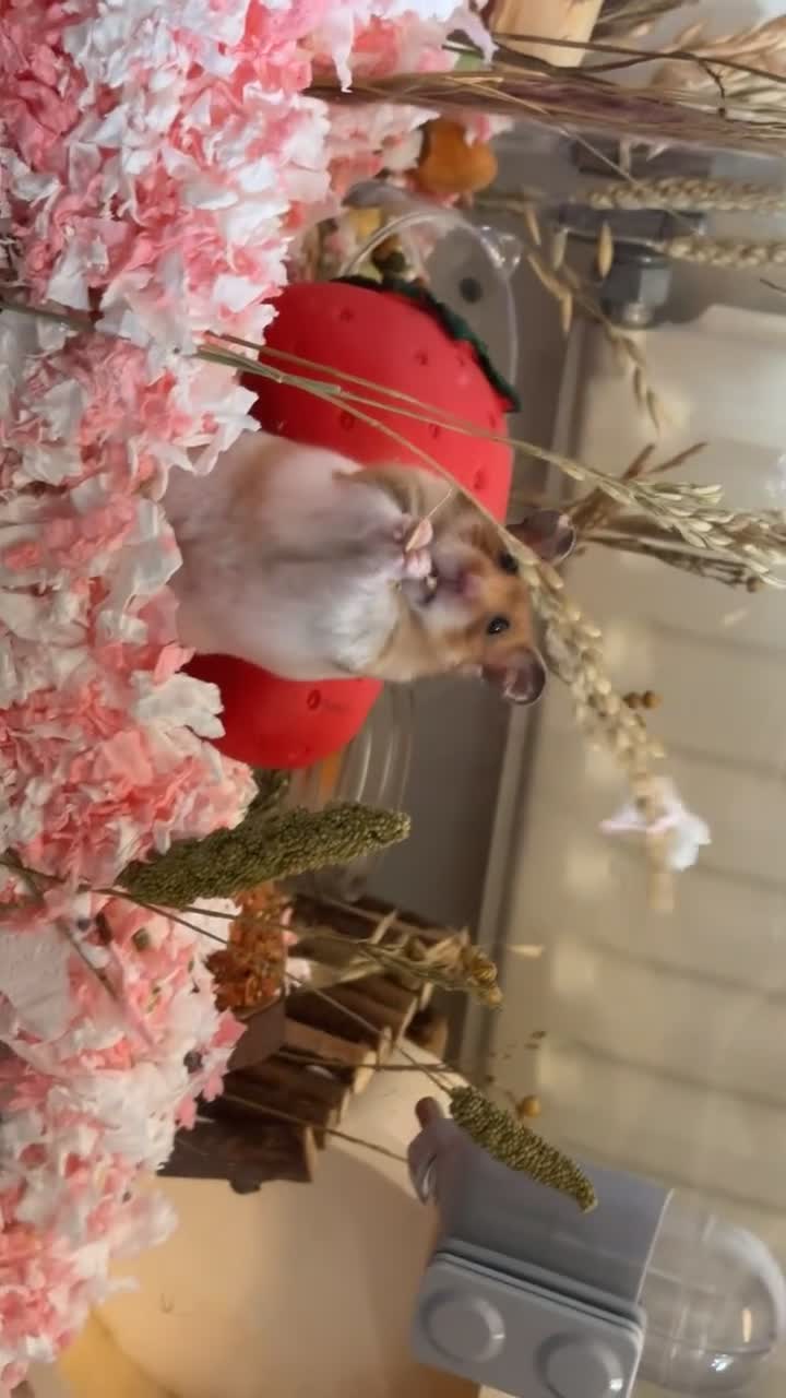 Hamster rodents for sale: Syrian Hamster - Video 1