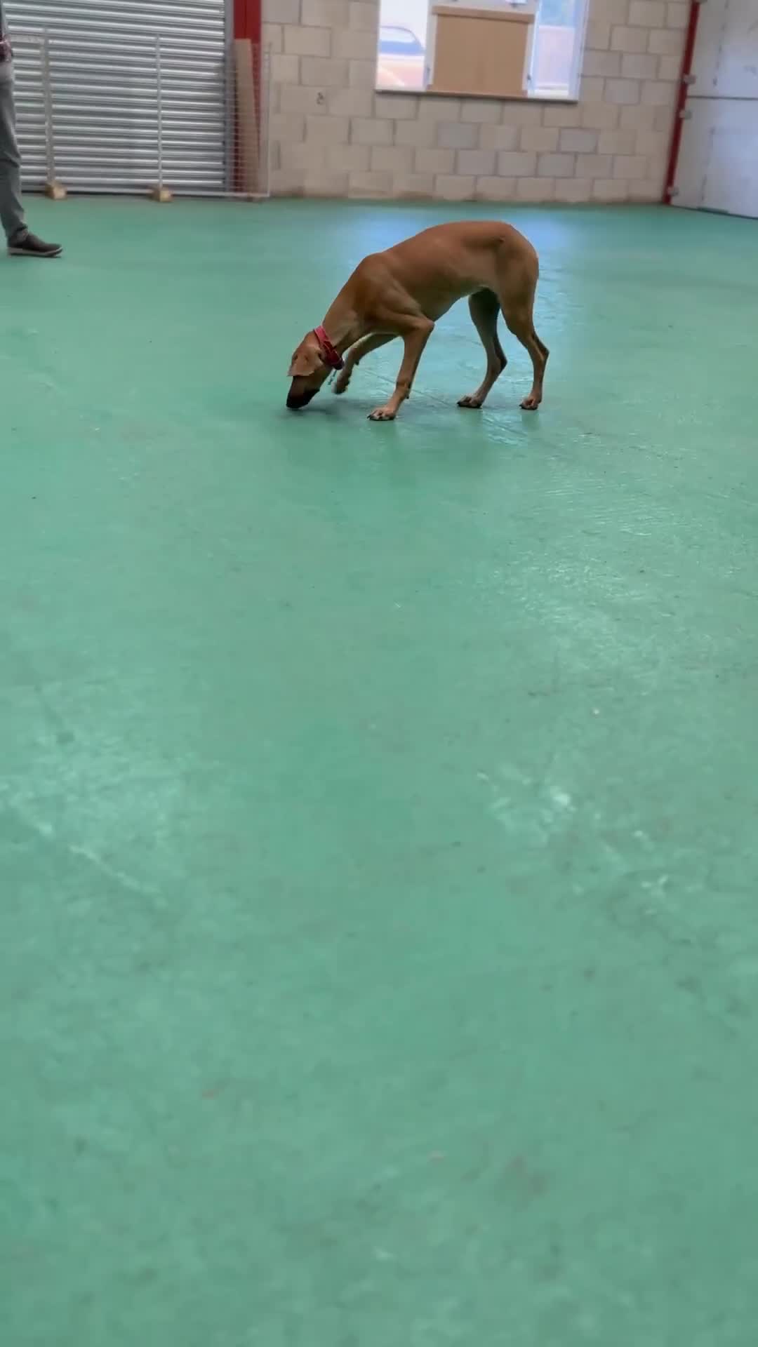 Mixed Breed dogs for adoption: Sweet and loveable Honey, 5 months old - Video 3