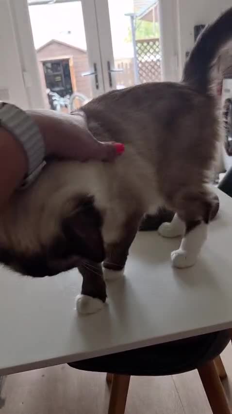 Ragdoll cats for sale: Beautiful 1.5-Year-Old Ragdoll Female – For Sale  - Video 1