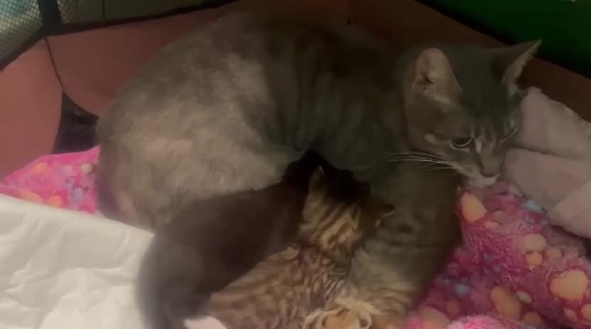 Mixed Breed cats for adoption: 3x rescue kittens need new home(s) in Hook - Video 4