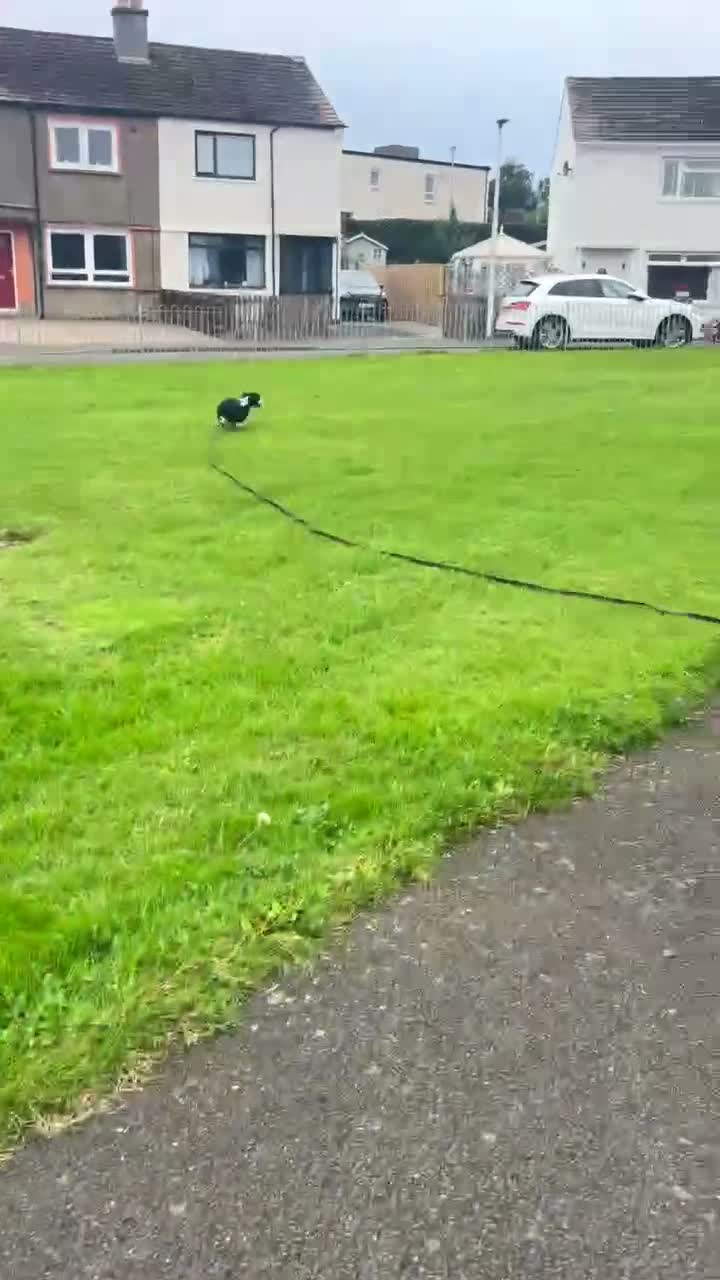 Mixed Breed dogs for adoption: Meet Mash 😍  in Edinburgh - Video 2