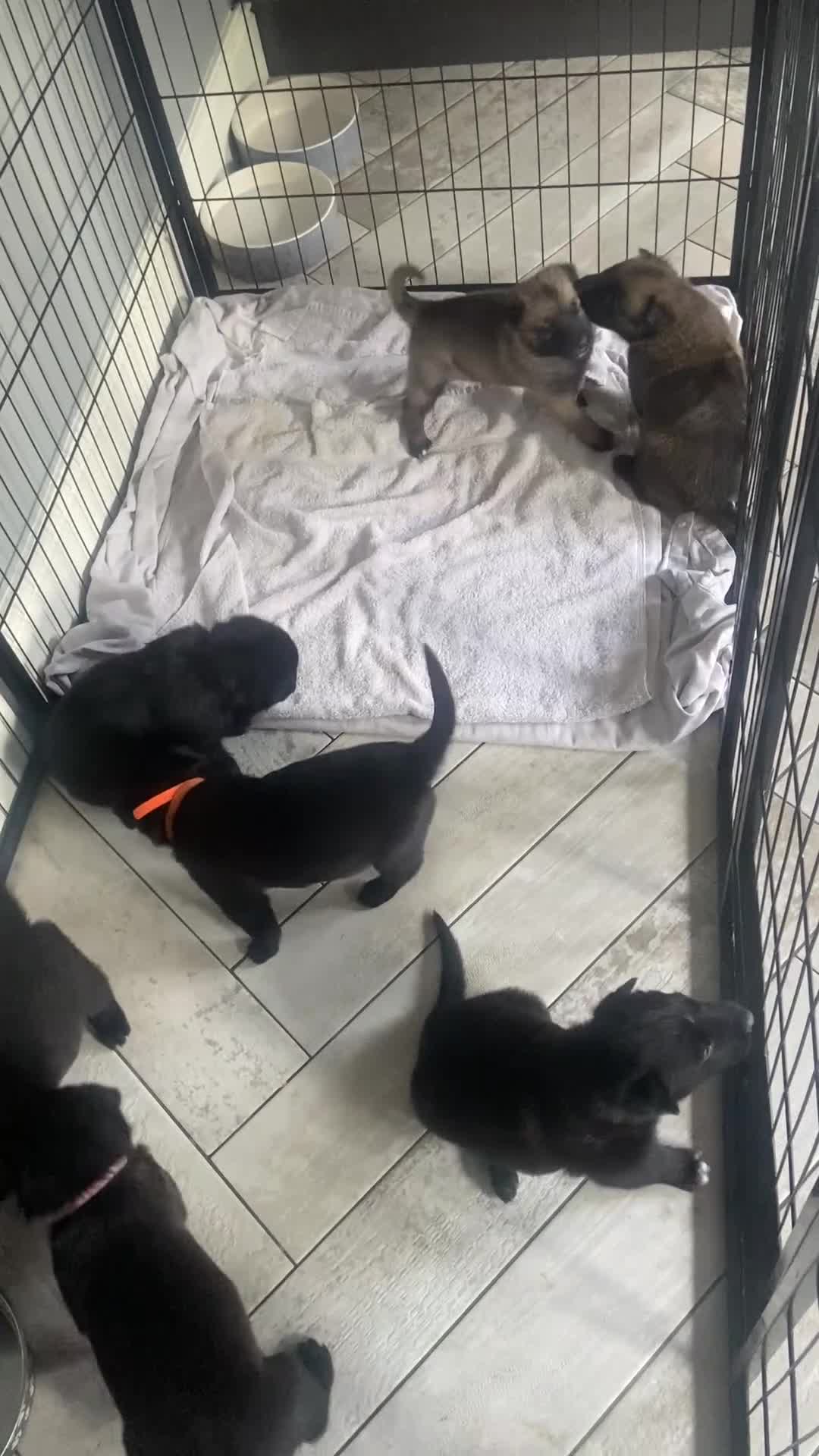 Belgian Shepherd Dog dogs for sale: Malinois x Dutch herder ready now to collect ! in Wingate - Video 3