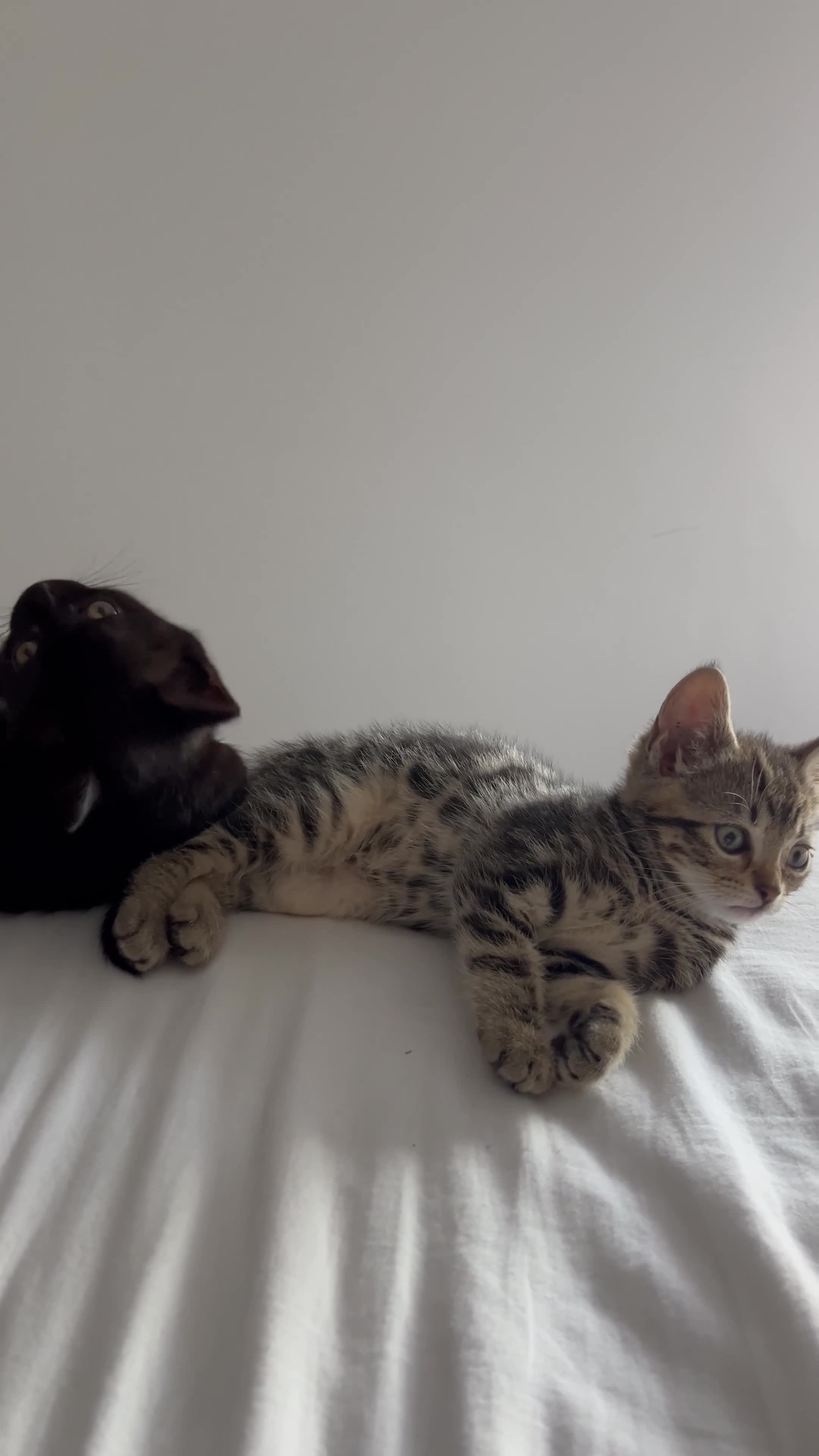 British Shorthair cats for sale: Bonded Sister Kittens for Rehoming - Video 1