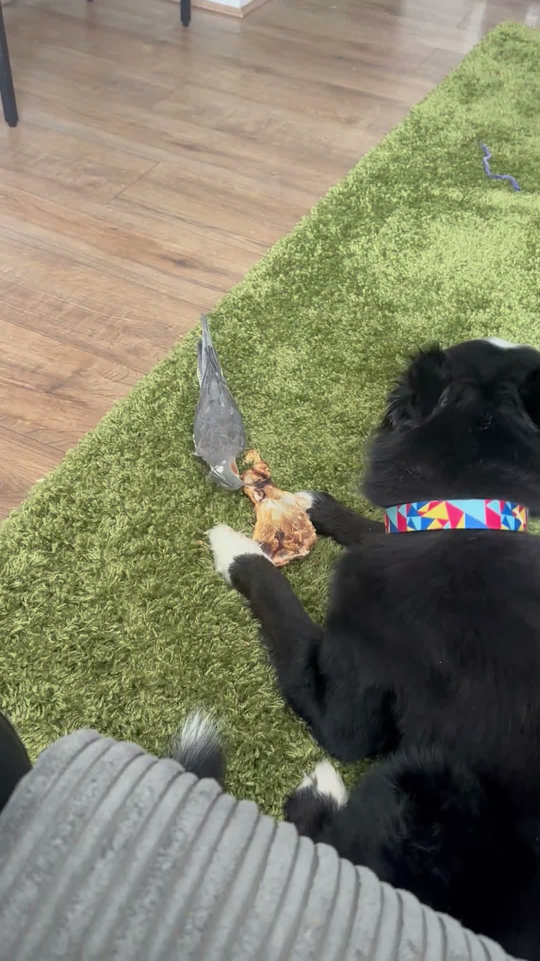 Welsh Collie dogs for sale: For adoption  - Video 1