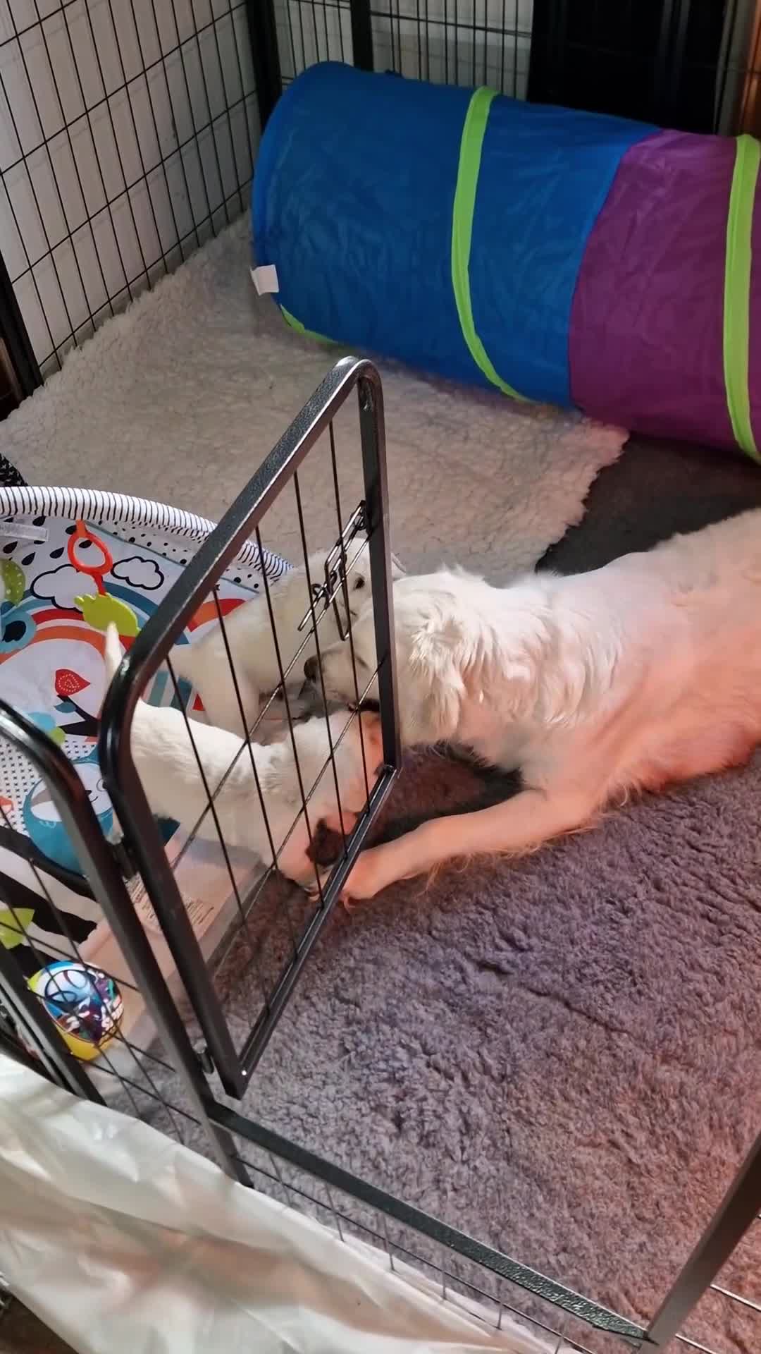 Golden Retriever dogs for sale: Stunning Cream Golden Retriever Puppies - Video 1