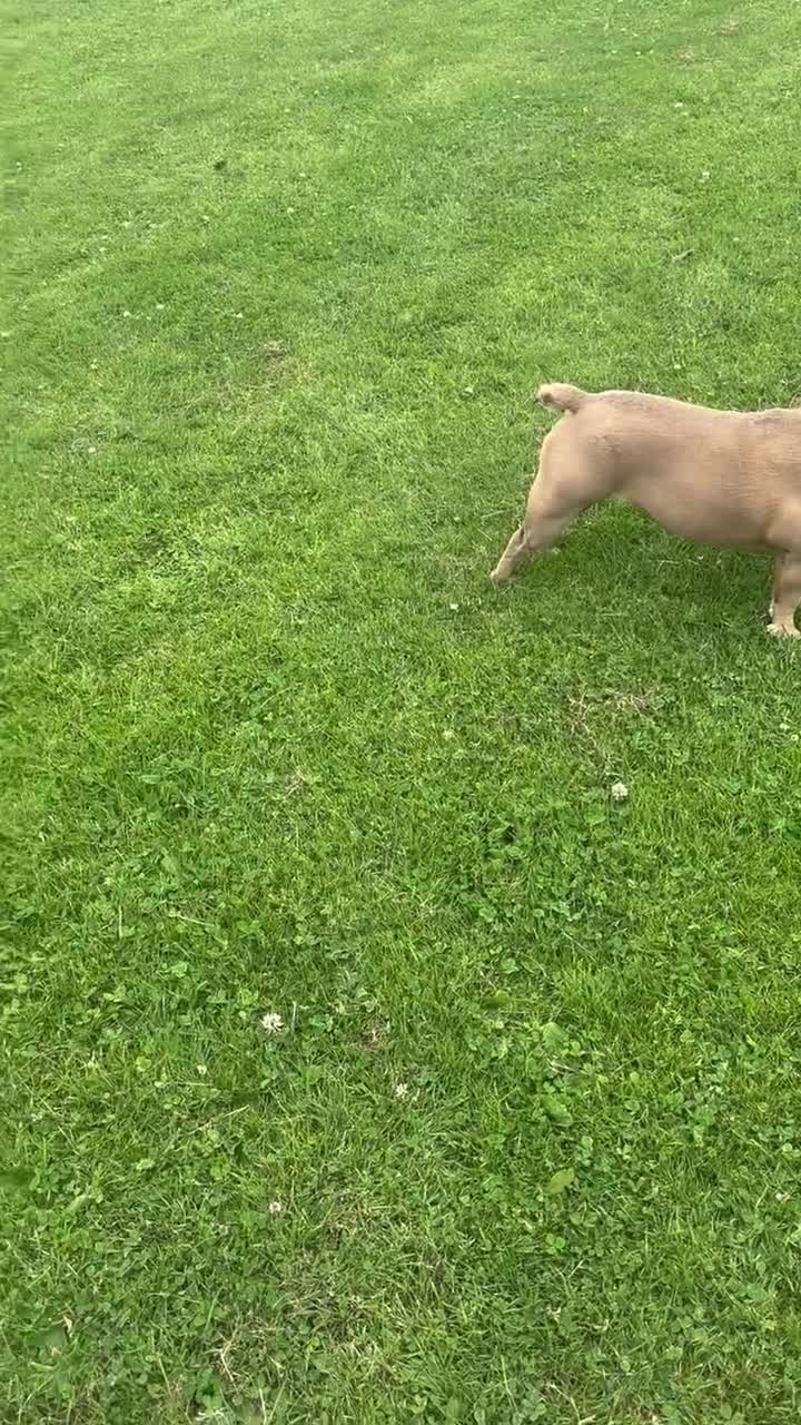 French Bulldog dogs for sale: Bailee French Bulldog - Video 1