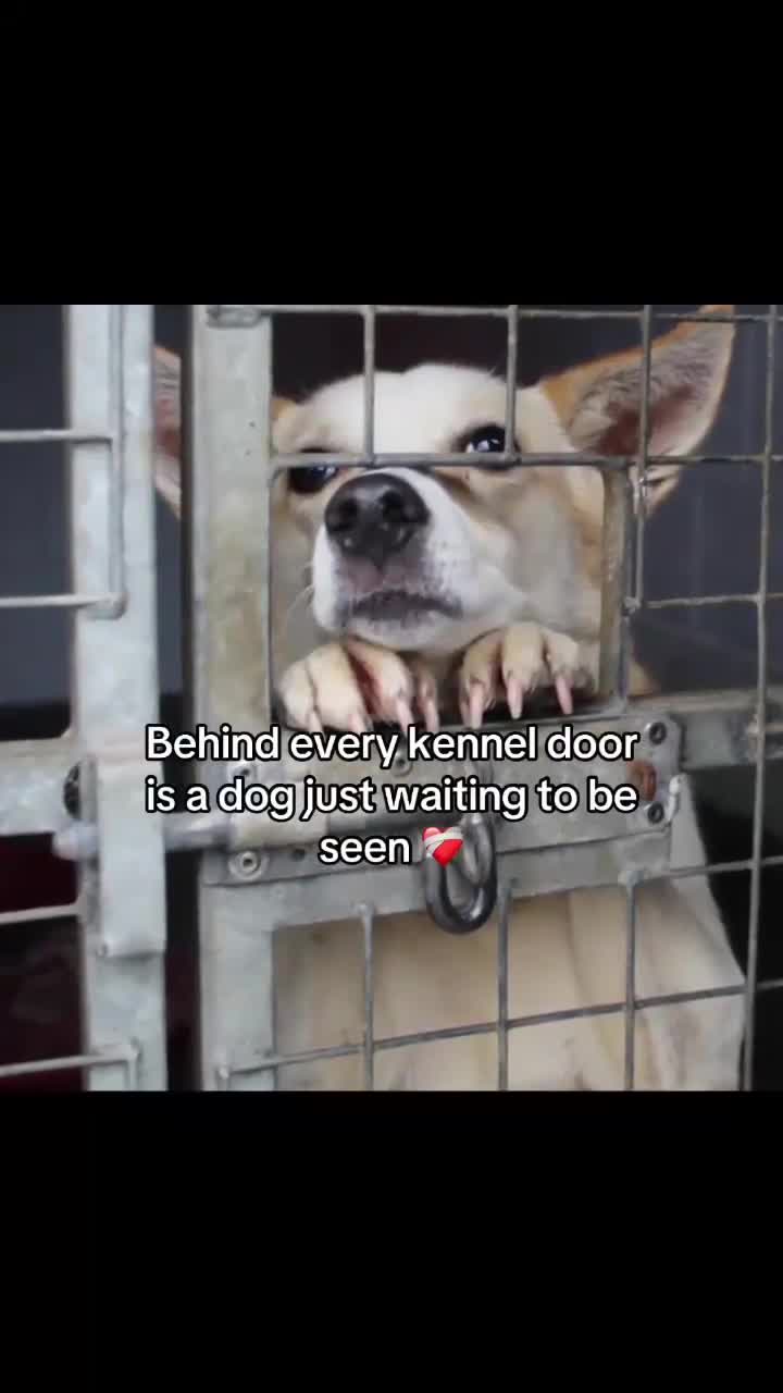 Mixed Breed dogs for adoption: Egyptian girl Cleo is looking for her forever home - Video 1