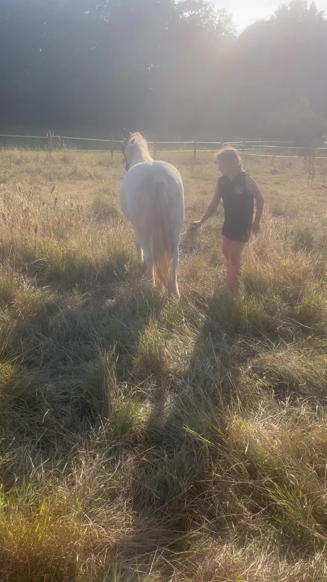Irish Cob horses for sale: Unbacked 5 year old Gelding  - Video 1