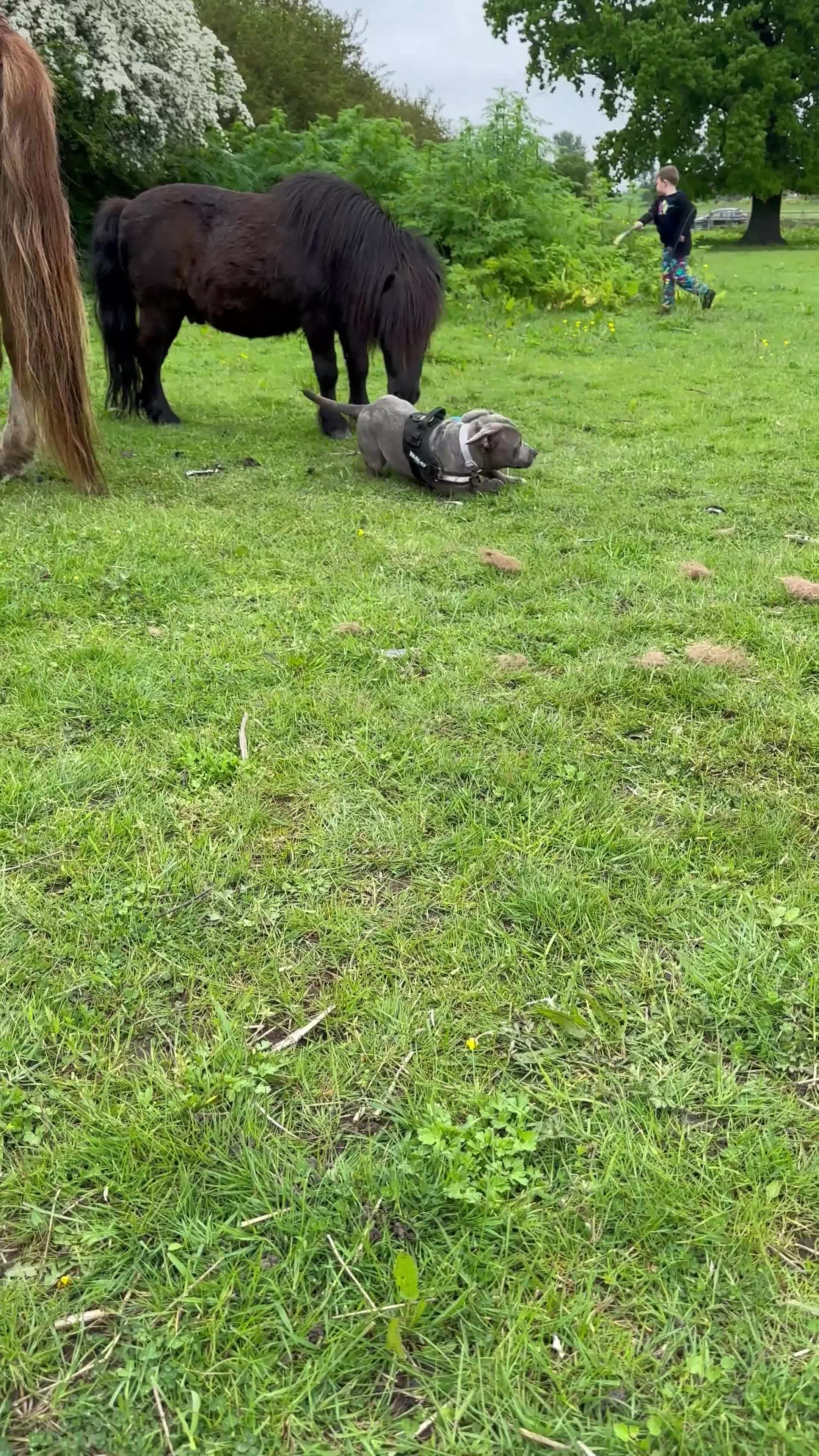 Staffordshire Bull Terrier dogs for sale: Beautiful Blue Staffy Girl Remi 🩷 - Video 2