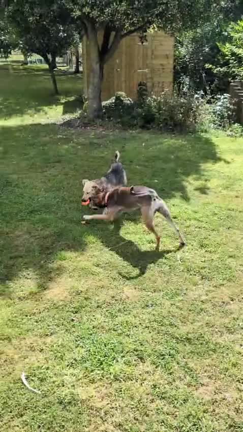 Mixed Breed dogs for adoption: Sweet Margot looking for Love  - Video 1