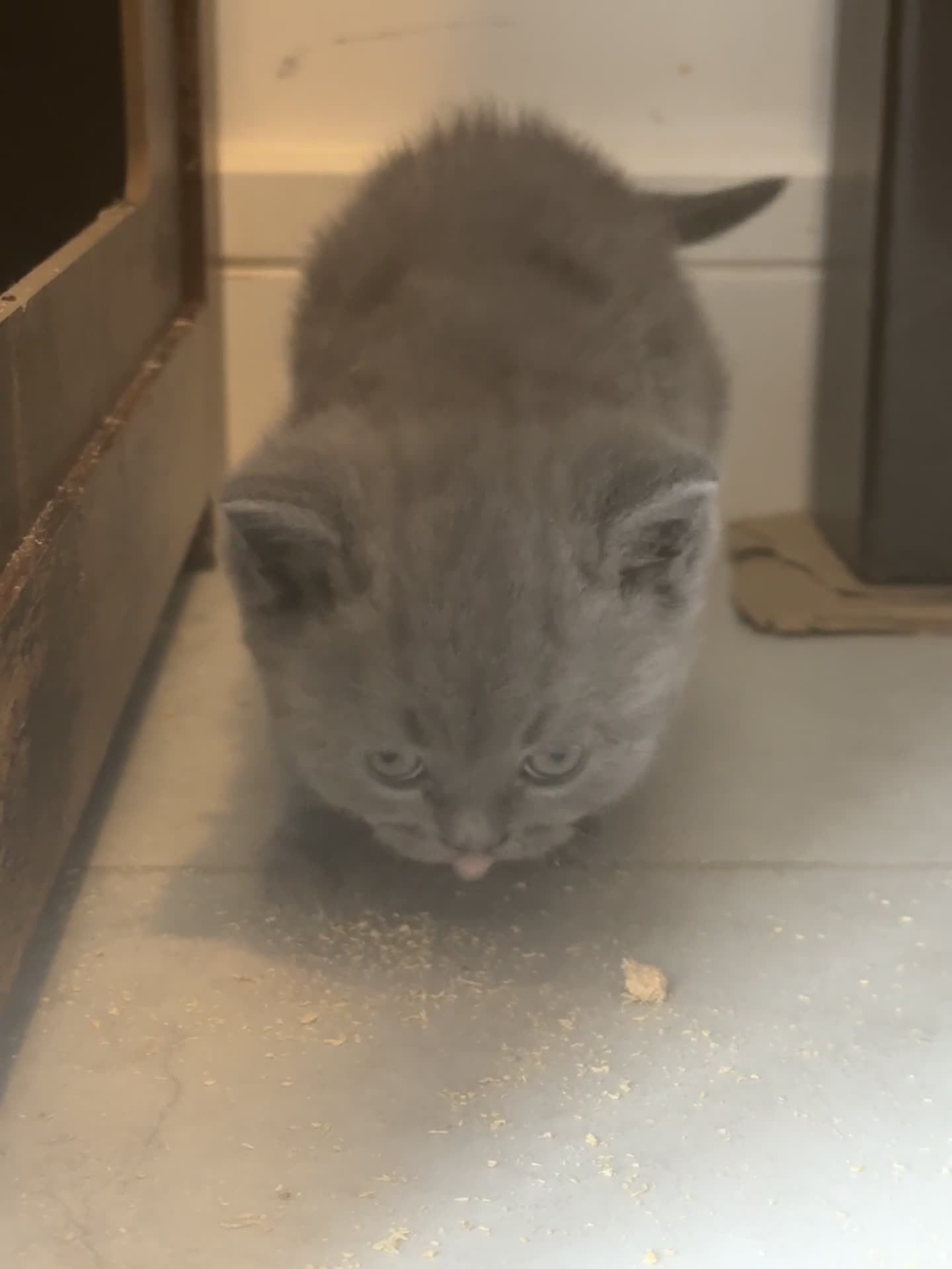 British Shorthair cats for sale: Beautiful British Blue Kittens - Video 5