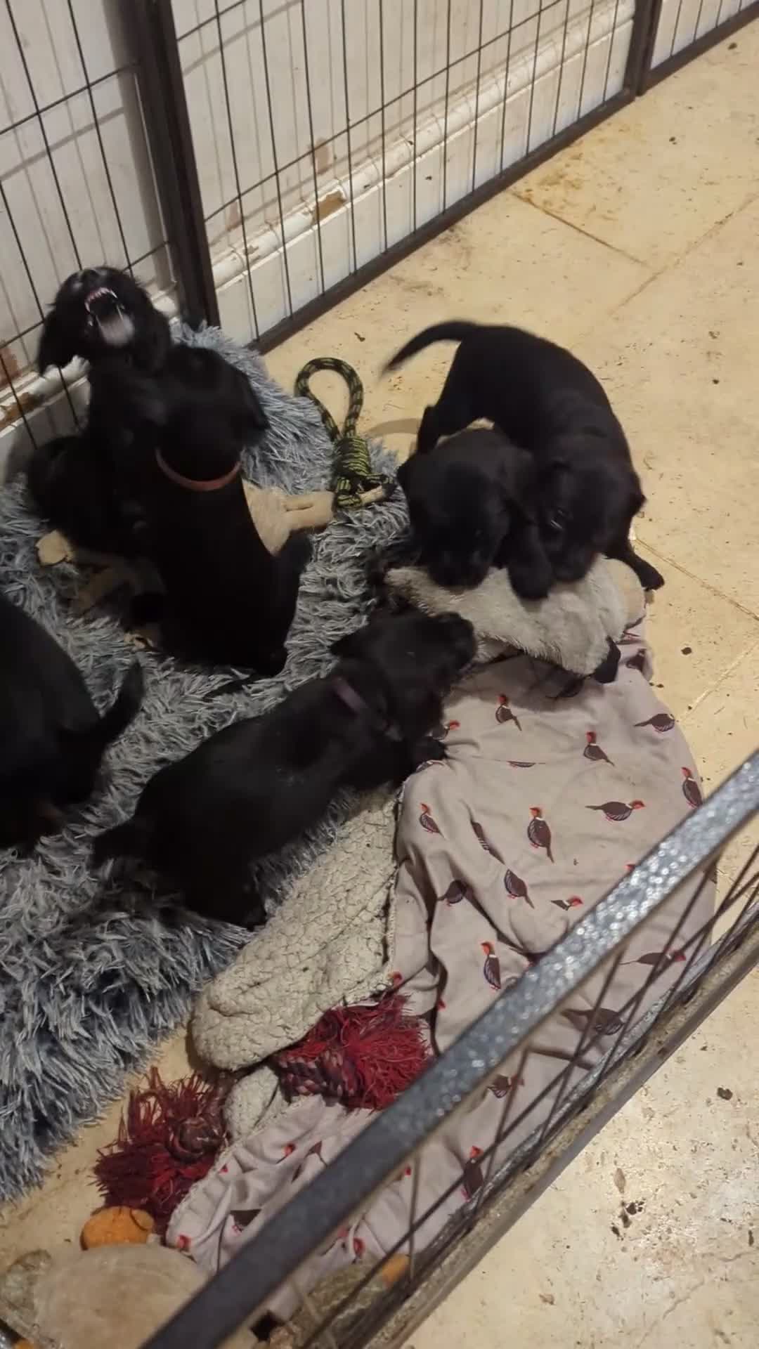 Mixed Breed dogs for sale: Stunning Puppies Ready to go 10 November - Video 1