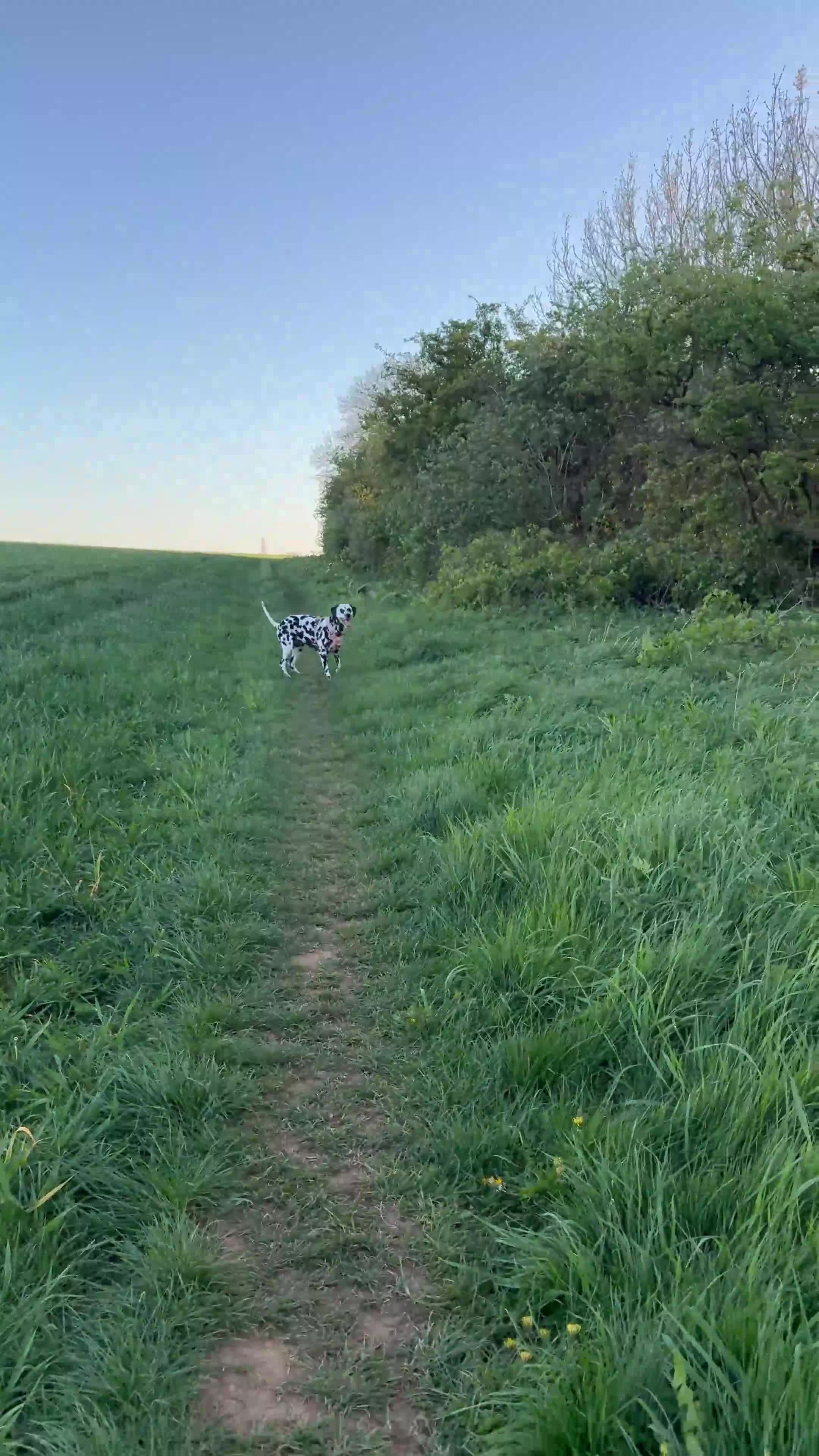 Dalmatian dogs for sale: 3 Yr old Female Dalmatian - Video 1