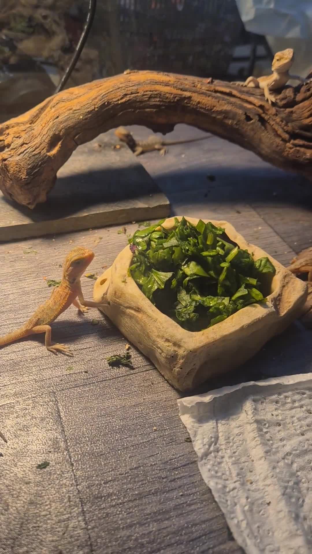 Bearded Dragon reptiles for sale: BeardedDragonsHighContrast HypoMorphsdoubleHetZero - Video 1