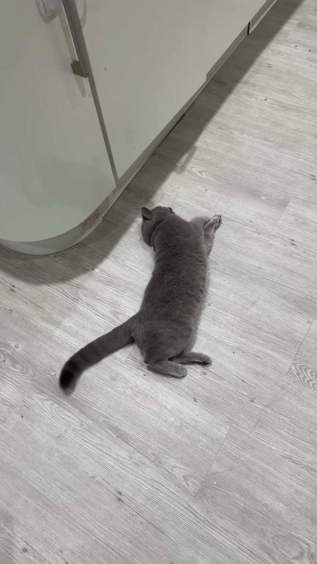 British Shorthair cats for sale: Rehoming My Cat – British Shorthair - Video 1