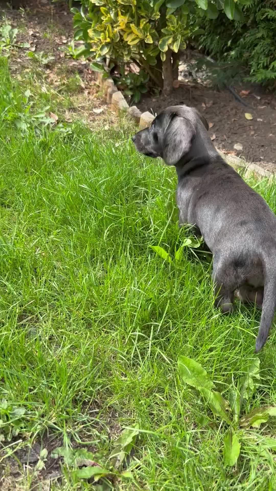 Miniature Dachshund dogs for sale: KC miniature Daschunds    - Video 1
