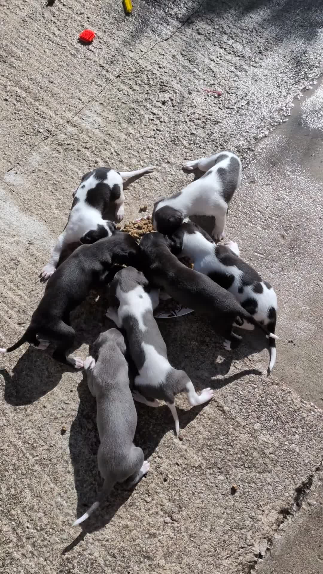 Whippet dogs for sale: KC REGISTERED WHIPPET PUPPIES – READY 31ST AUGUST - Video 1