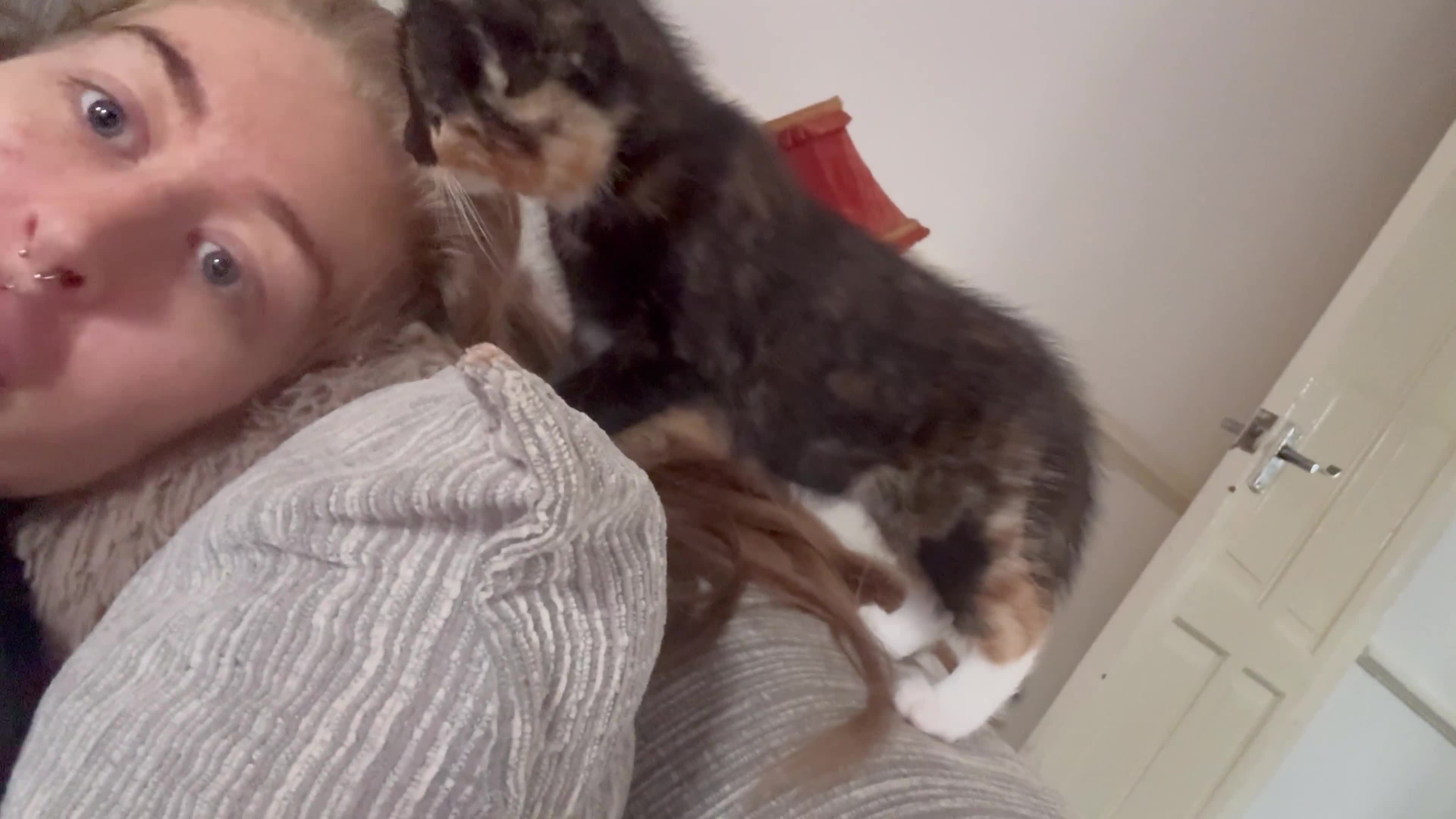Domestic Shorthair cats for sale: Beautiful tortoiseshell domestic shorthair kitten - Video 2