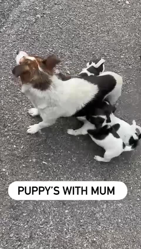 Jack Russell dogs for sale: Jack Russell puppies  - Video 1
