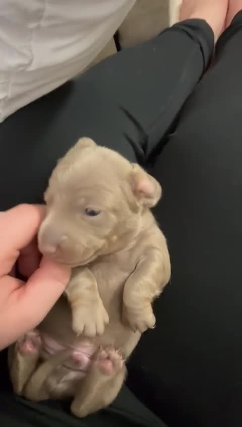 Dachshund dogs for sale: 3 beautiful Pups ready for new homes on 6th March - Video 2