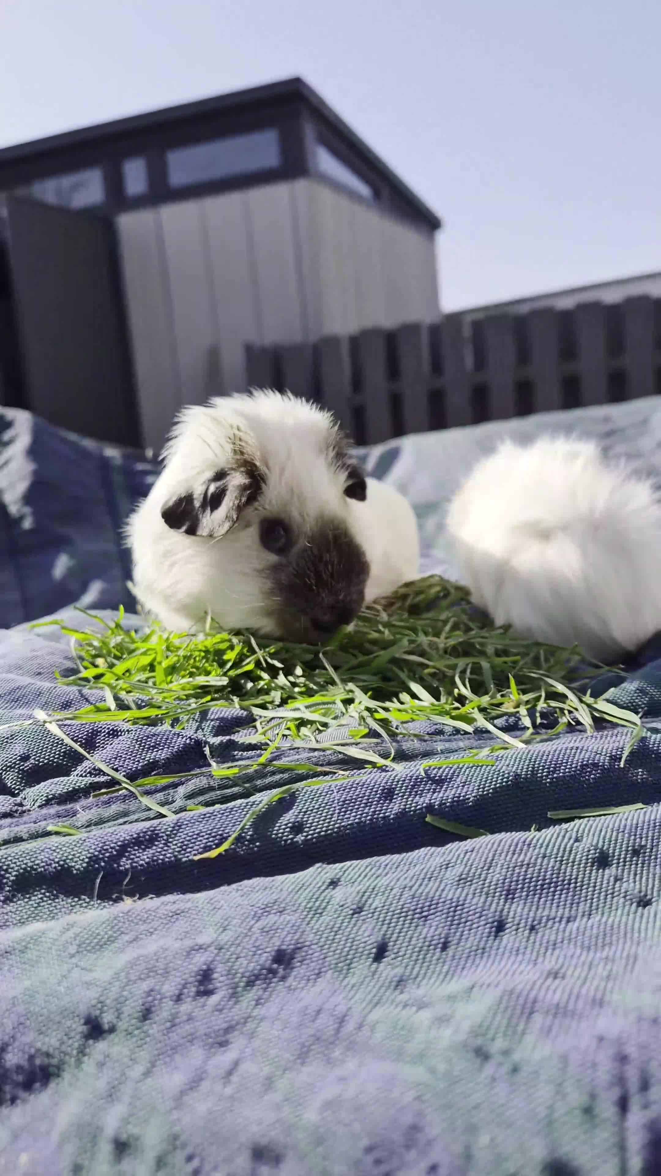 Guinea Pig rodents for sale: Bond lovely boys  - Video 1