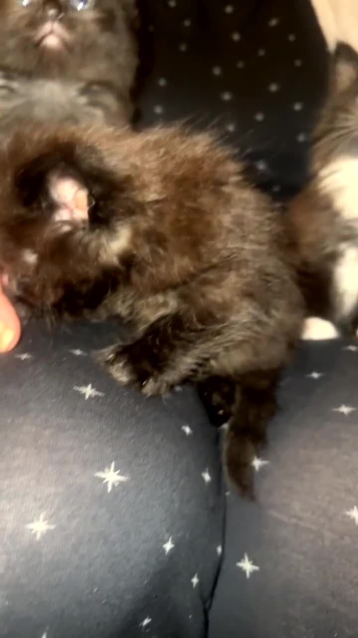 Domestic Shorthair cats for sale: 4 fluffy domestic kittens  - Video 1