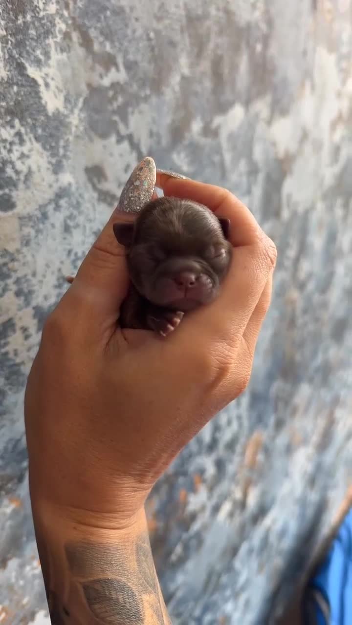 Chihuahua dogs for sale: 💖 Chocolate females and black tri male 💖 - Video 3