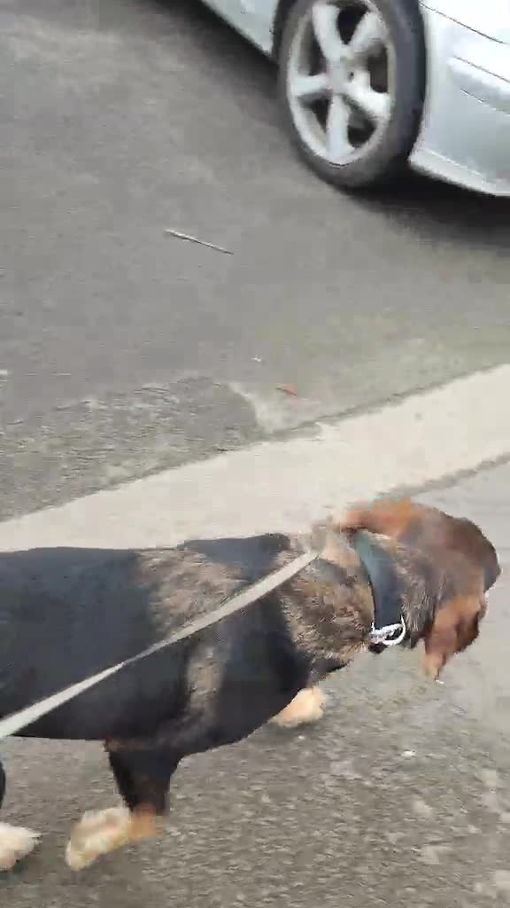 Mixed Breed dogs for adoption: Loving gentle Mike for adoption  - Video 4