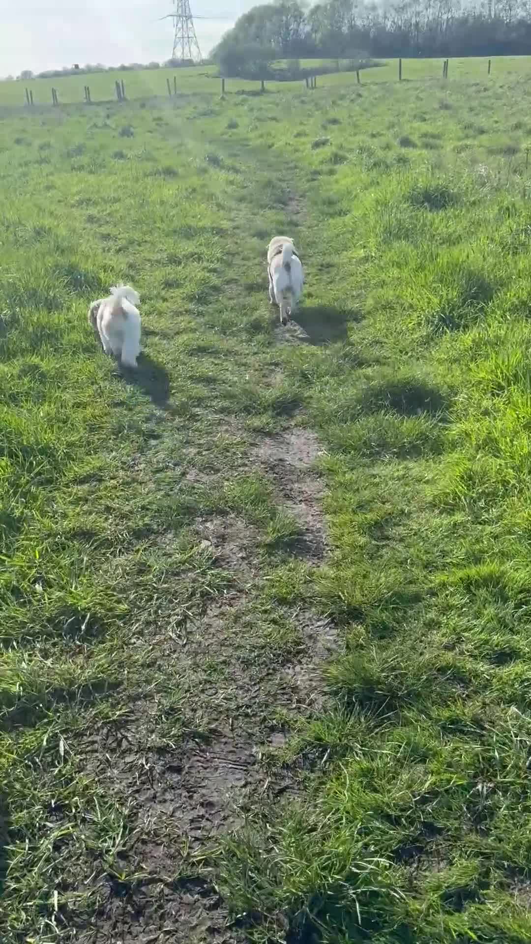 Mixed Breed dogs for sale: Woody  in Manchester - Video 1