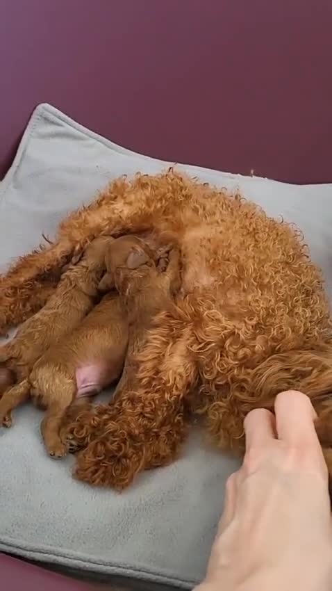 Toy Poodle dogs for sale: Exclusive Asian Toy Poodle Boys – 3 Available - Video 1