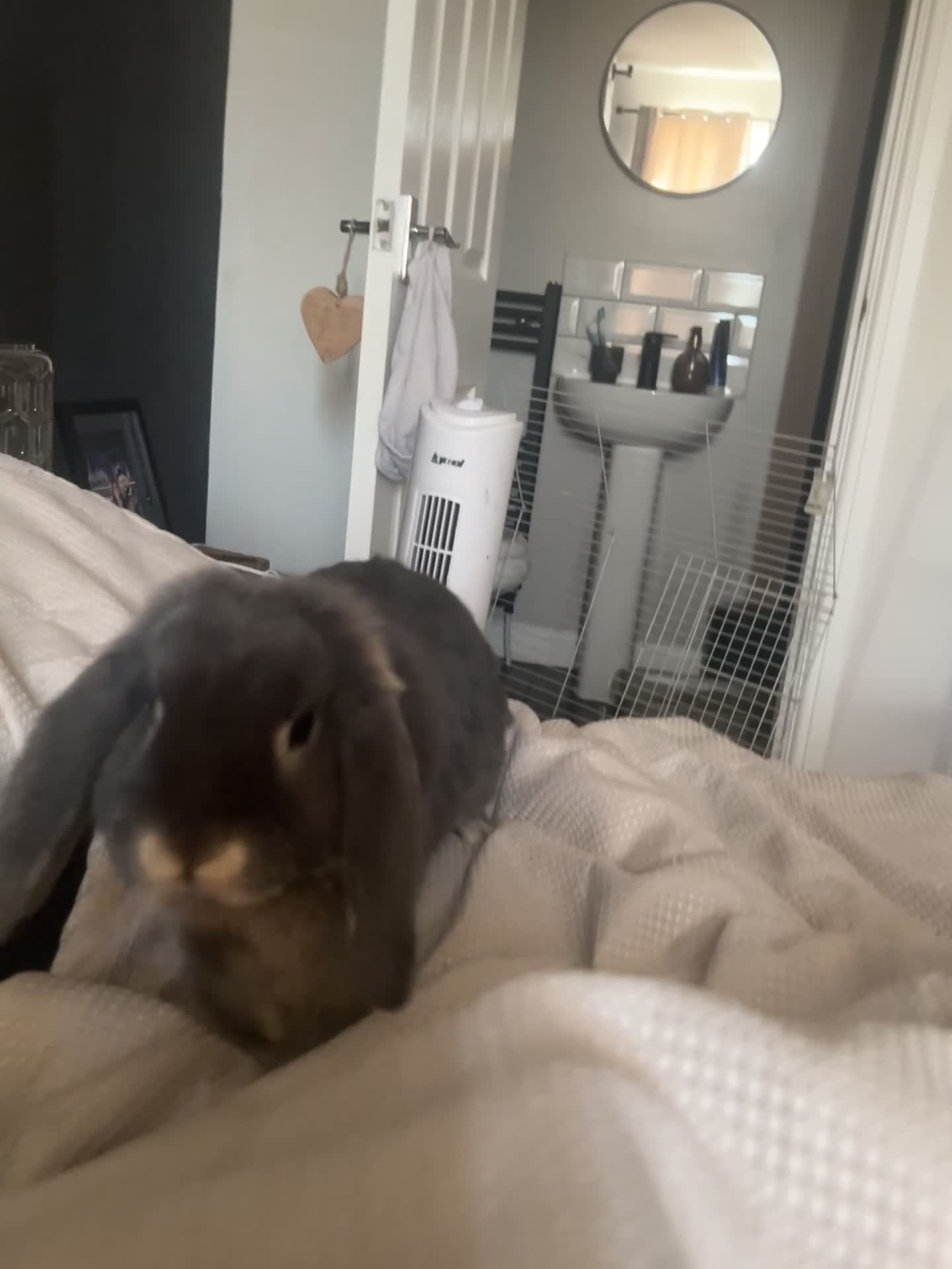 Mini Lop rabbits for sale: Gorgeous House rabbit (male)  - Video 2