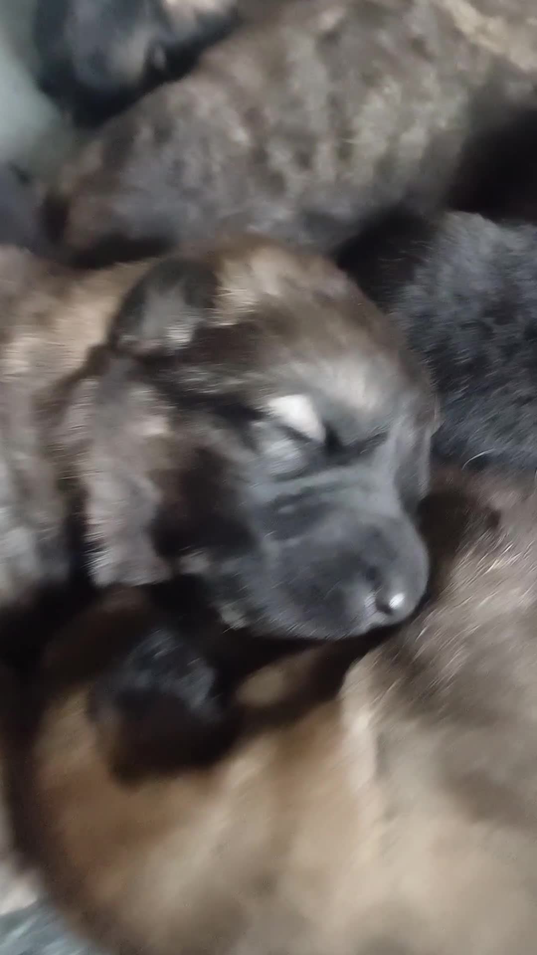 German Shepherd dogs for sale: German Shepherd pups - Video 1