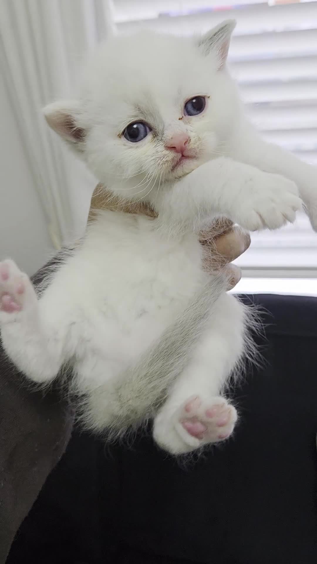 Mixed Breed cats for sale: RAGDOLL/ PERSIAN KITTENS  - Video 5