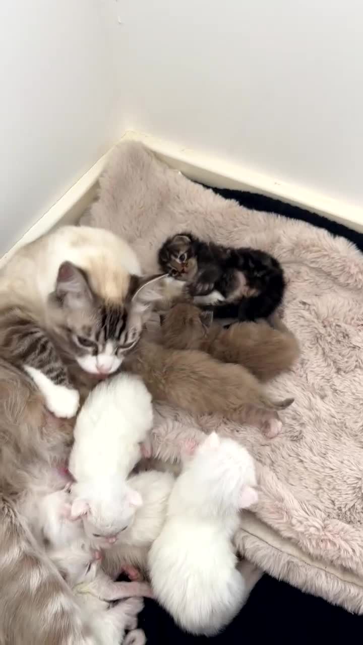 Maine Coon cats for sale: Main coon cross ragdoll  - Video 1