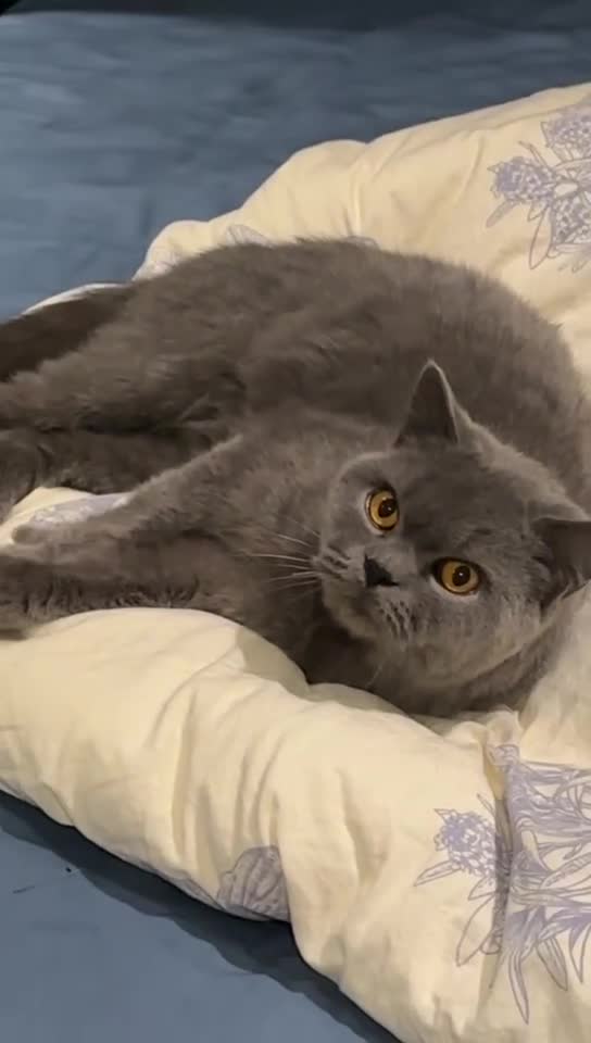 British Shorthair cats for sale: GCCF Active British shorthair blue queen for sale - Video 2