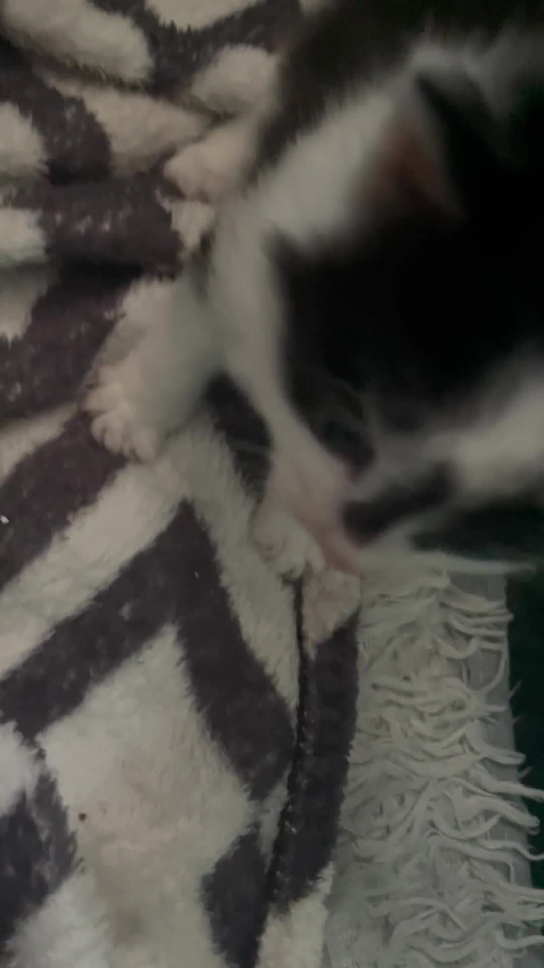 Turkish Angora cats for sale: Turkish angora kittens  - Video 1