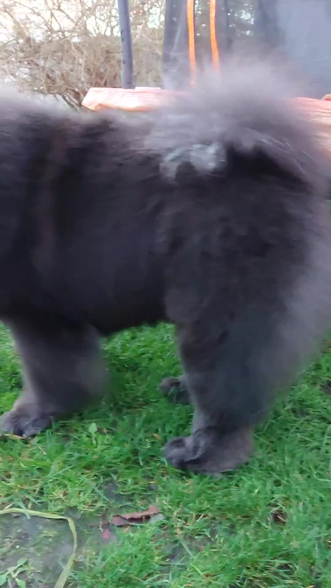 Chow Chow dogs for stud: 💙 Blue Kc chow chow Stud🔥💙🔥 - Video 2