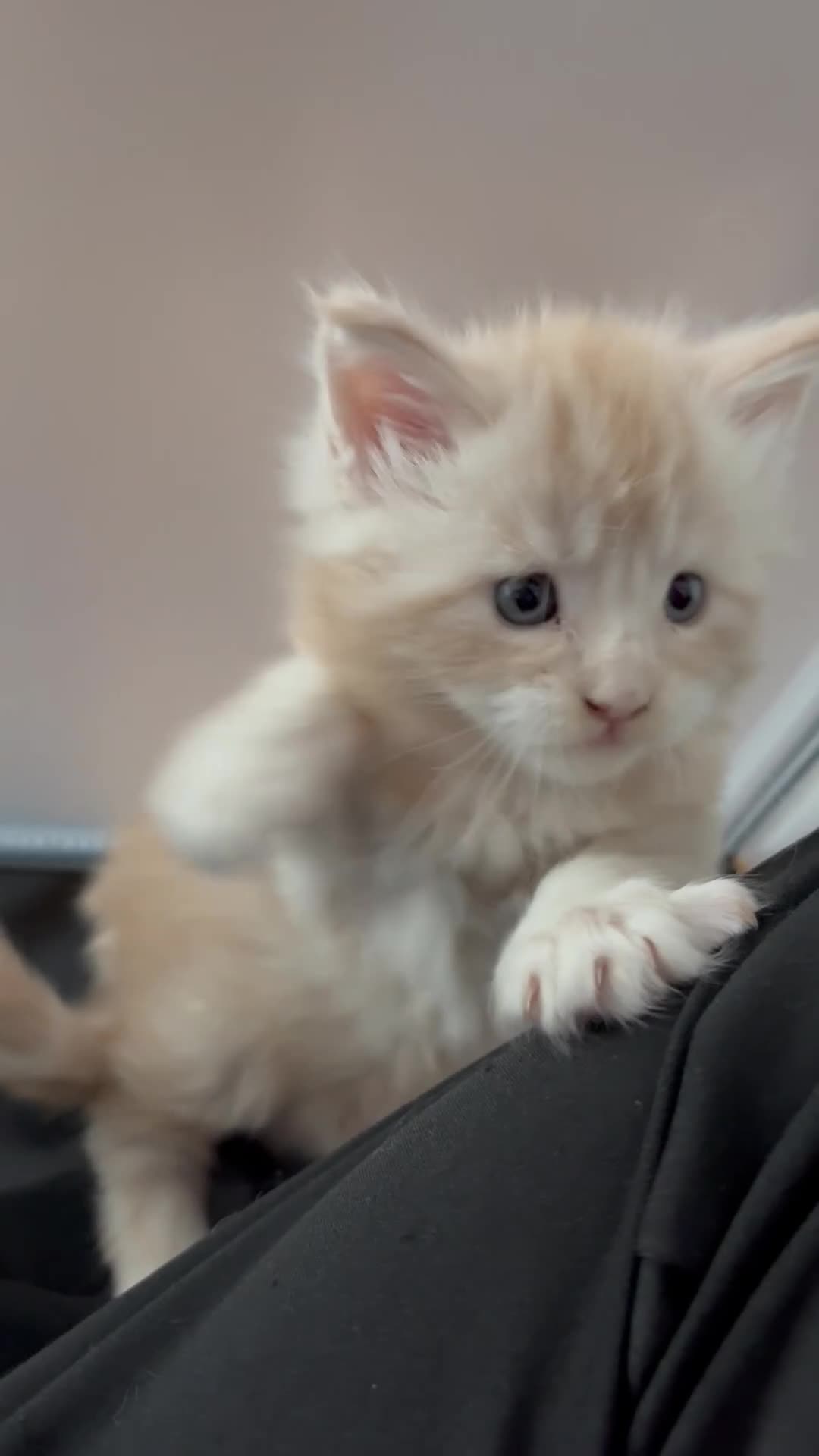 Maine Coon cats for sale: Amazing light babies great pedigree - Video 3