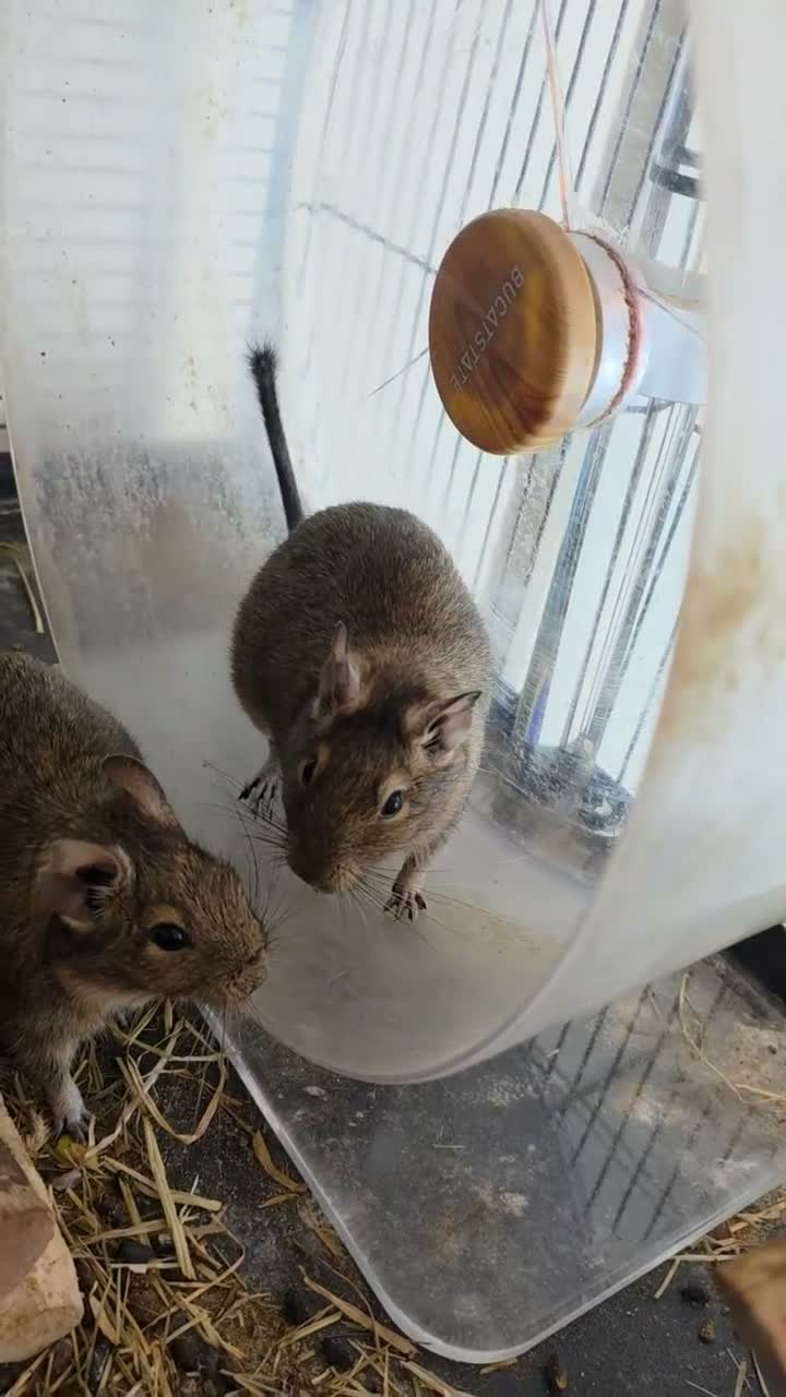 Degus rodents for sale: Adorable Female Degus - Video 3