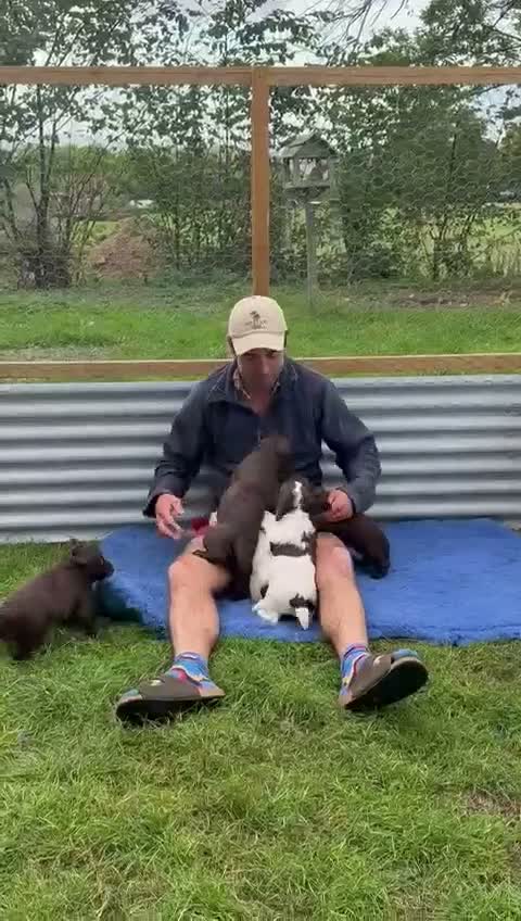 Sprocker dogs for sale: Sprocker Spaniel Puppies - Video 2