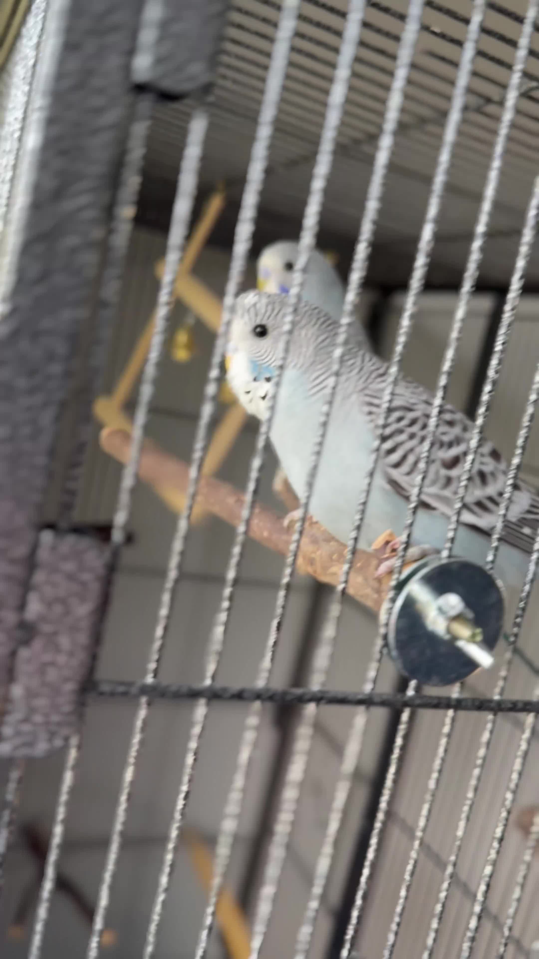 Budgerigars birds for sale: Budgie pair and cage bundle  - Video 4