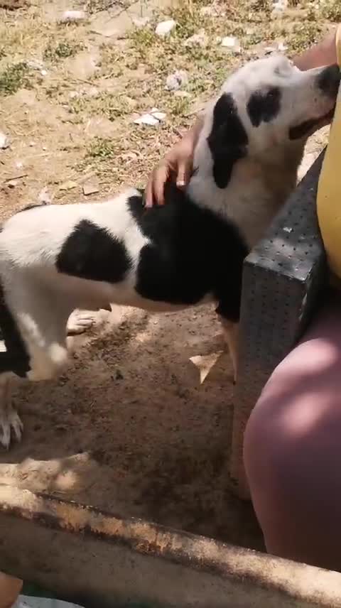 Mixed Breed dogs for adoption: Urgent 🚨 🚨 Kennel closing, Price reduced  in Hengoed - Video 1
