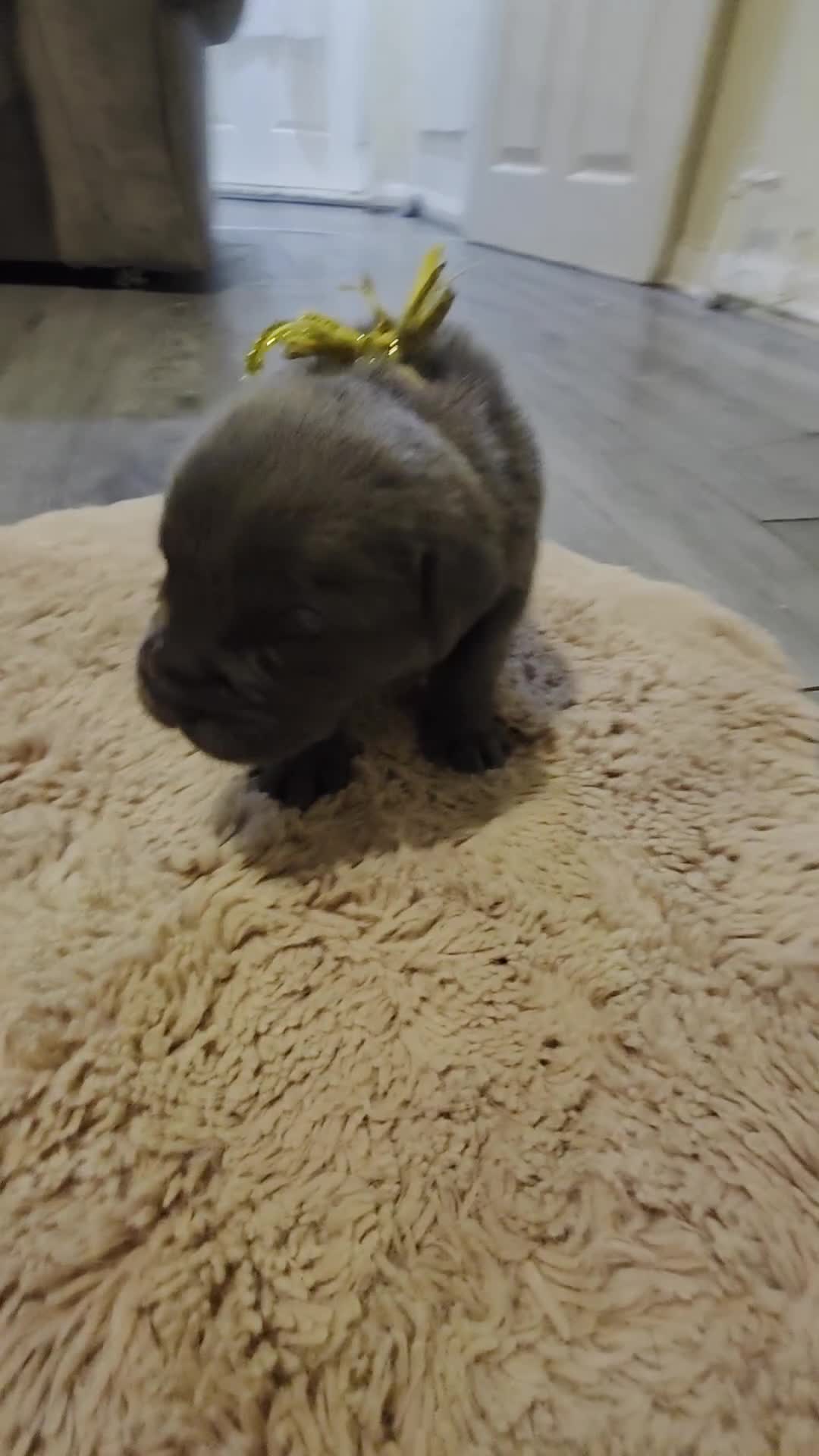 Cane Corso dogs for sale: Baby cane corsa - Video 2