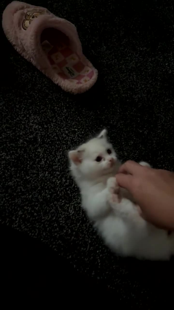 Ragdoll cats for sale: Ragdoll kittens  - Video 1