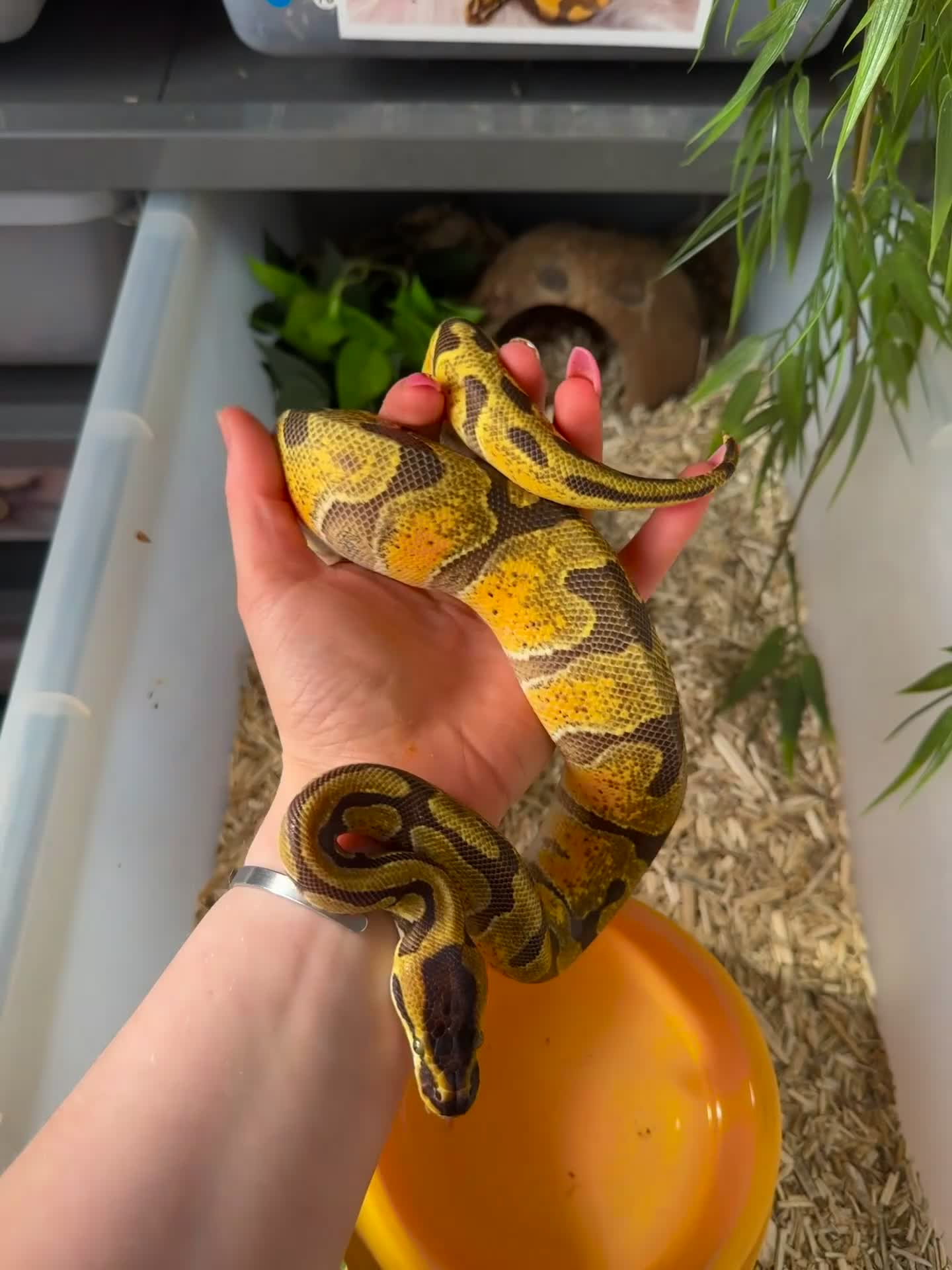 Python Snake reptiles for sale: 4 friendly Ball Royal Python for sale - Video 2