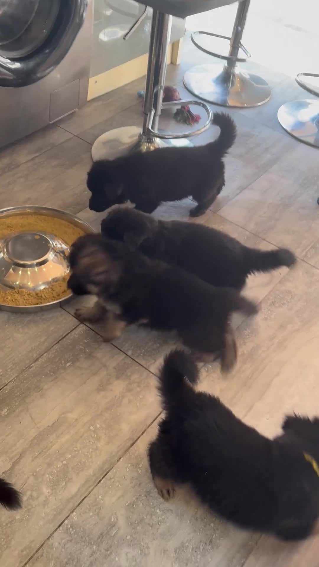German Shepherd dogs for sale: 8 chunky long haired German shepherds puppies - Video 3