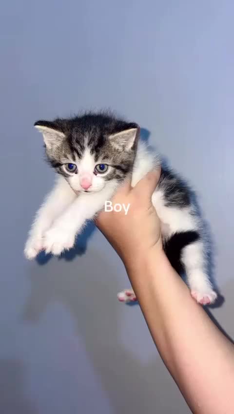 Mixed Breed cats for sale: Furry friends  - Video 4