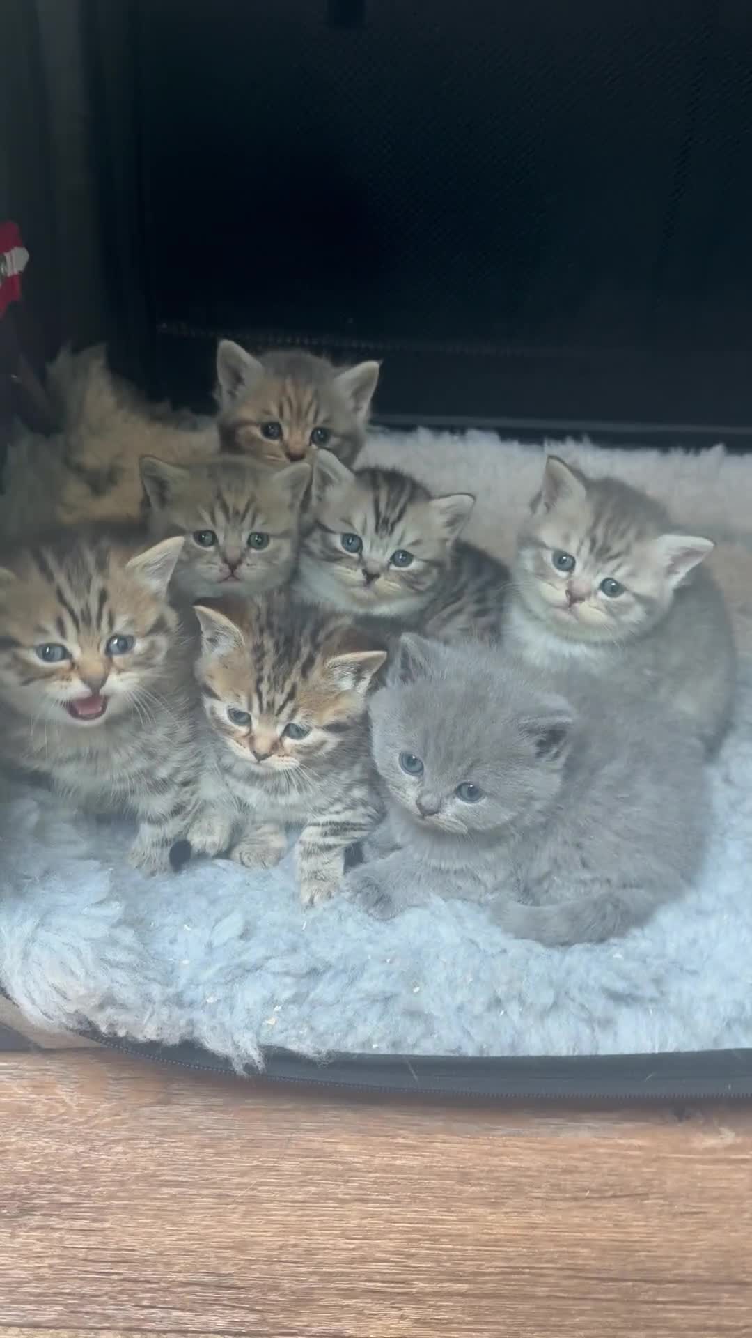 Scottish Fold cats for sale: Scottish straights  - Video 1