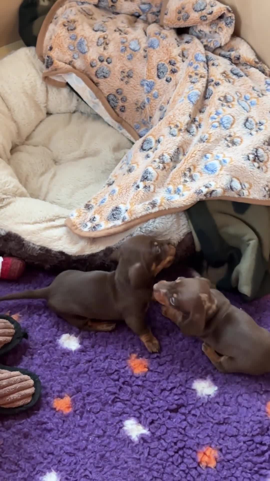 Miniature Dachshund dogs for sale: 3 Champion Line KC Miniature Dachshund Puppies  - Video 1