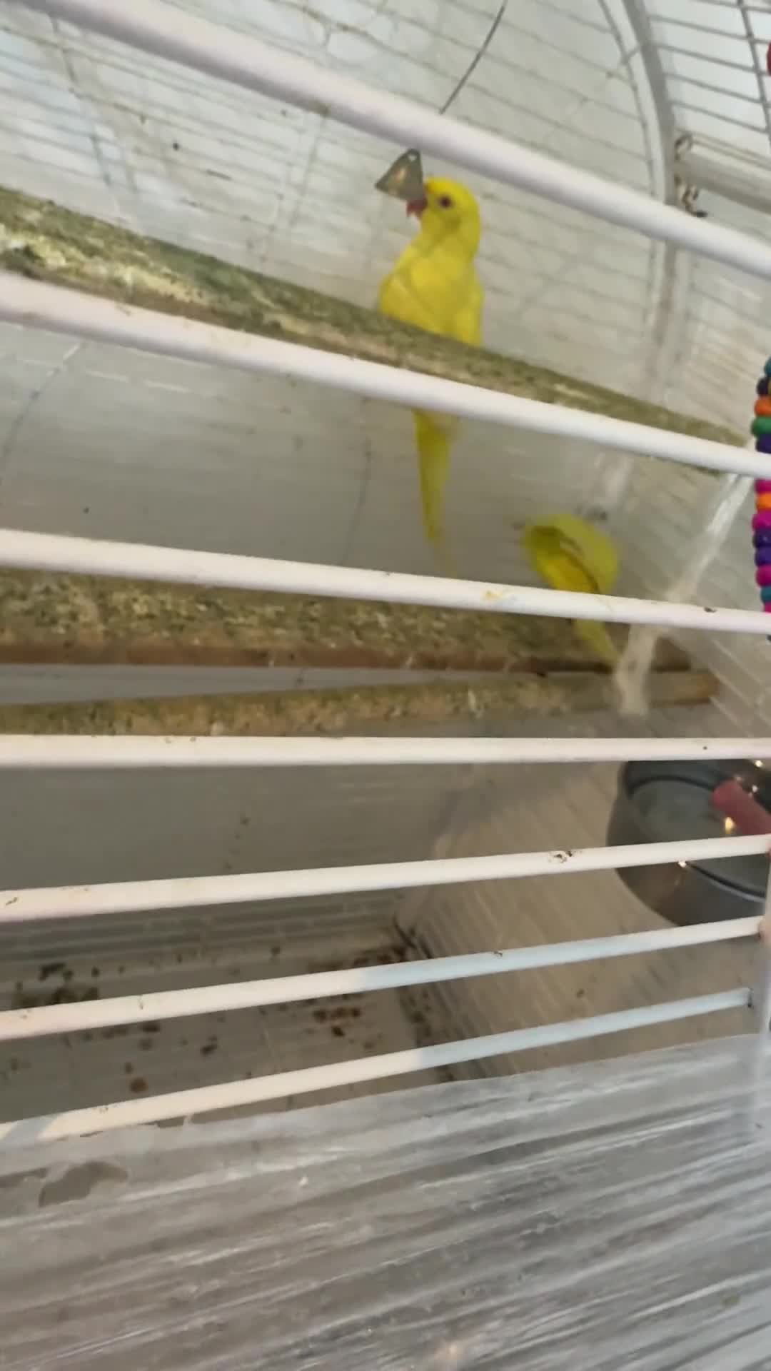 Ringnecks birds for sale: Ringnecks - Video 1